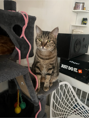 Adopter Ambre 