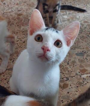 Adopter SUGAR