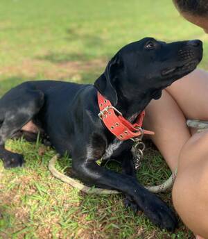 Adopter Nemo