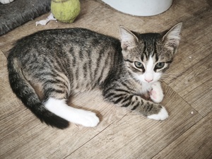 Adopter Jambalaya