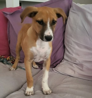 Adopter Tipo