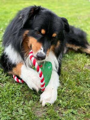 Adopter Link