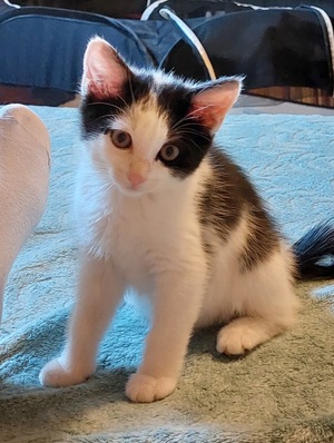 Adopter Billy
