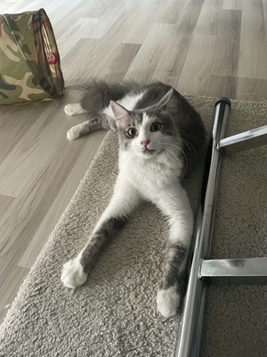 Adopter Shizo