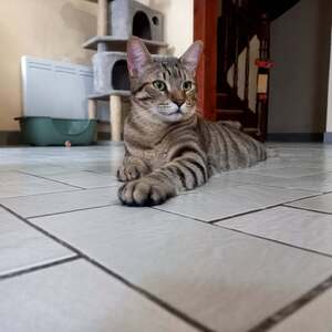 Adopter Alto