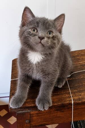 Adopter Emile