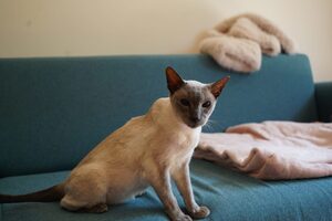 Adopter Mazurka