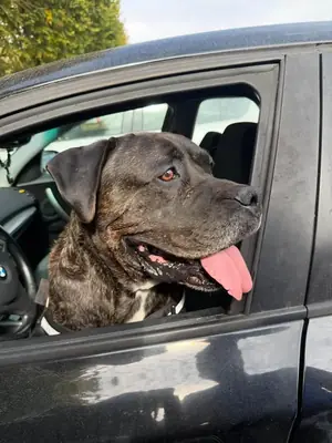 Adopter Kalash