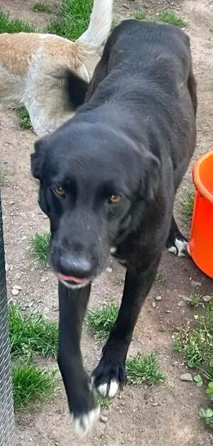 Adopter JIMMY