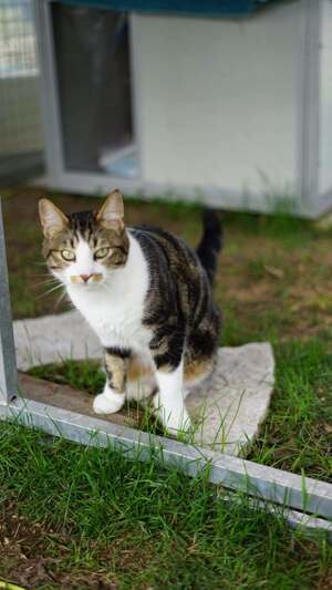 Adopter Mystere