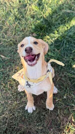 Adopter Anatole