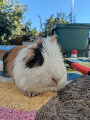 Adopter Juyon