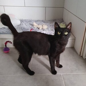 Adopter AMALYA