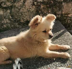 Adopter Titi