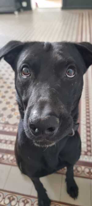 Adopter Louki