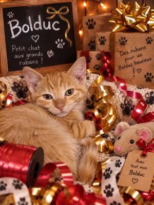 Adopter Bolduc