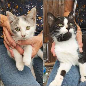 Adopter BIRDIE et BREENA