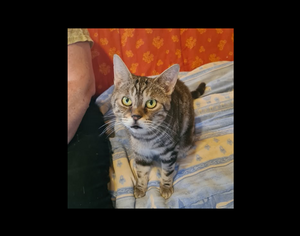 Adopter Pablo