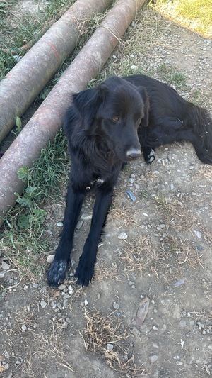 Adopter OREO, labrador noir à adopter!