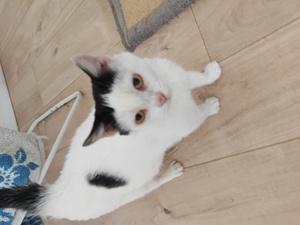 Adopter ANGELINA