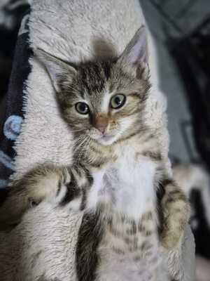 Adopter Woody