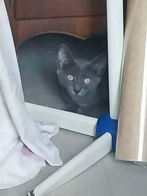 Adopter Bruce