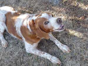Adopter Loupiot