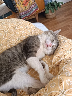 Adopter FRITILLE