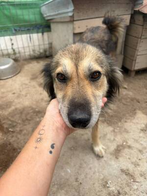 Adopter Freddie