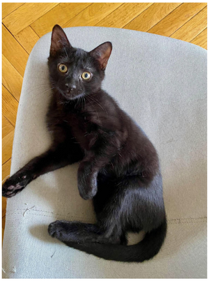 Adopter Cosmo