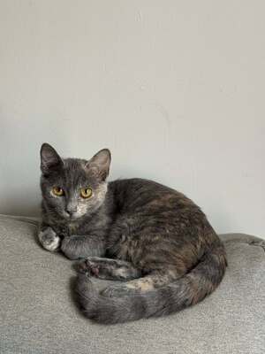 Adopter Louana