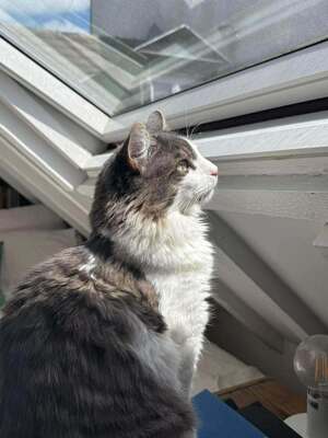 Adopter Sylvestre