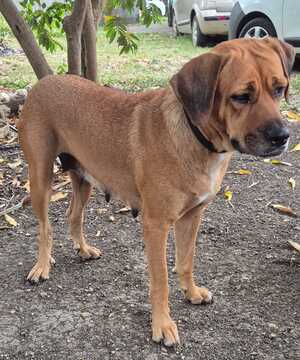 Adopter Poupix