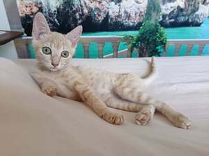 Adopter Orphée
