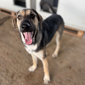 Adopter Herman