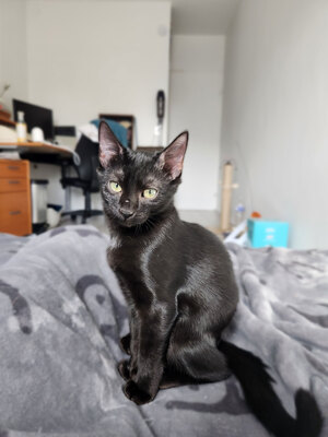 Adopter Joya
