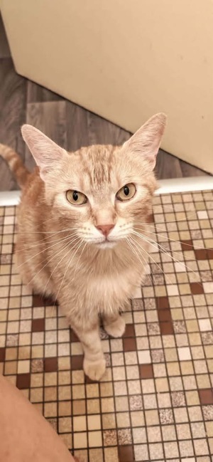 Adopter BRIOCHE