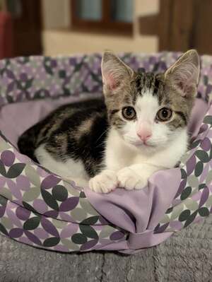 Adopter Lou
