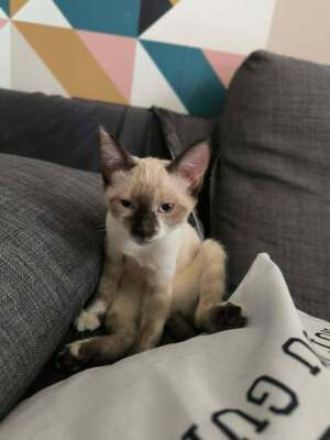 Adopter Fuga