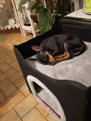 Adopter Fufina