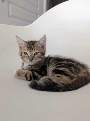 Adopter Bubsy