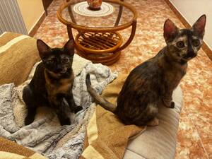 Adopter MENCHU ET JANNIS