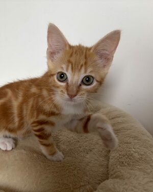 Adopter Bisou