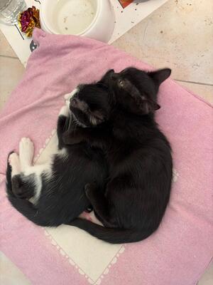 Adopter YUMI et YASU