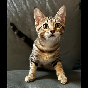 Adopter METIS