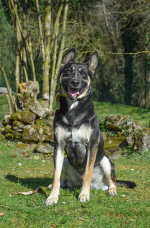 Adopter Scooby