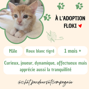 Adopter Floki