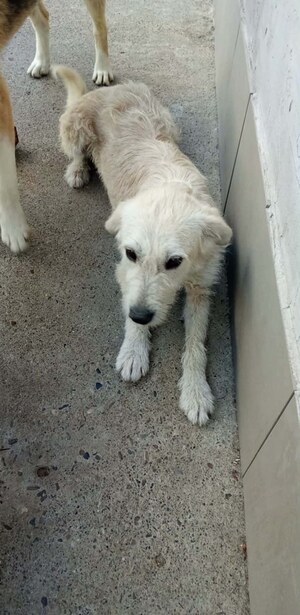 Adopter Amara