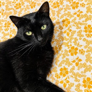 Adopter NINOUCHE
