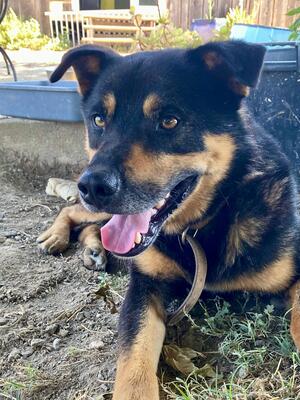 Adopter Diesel